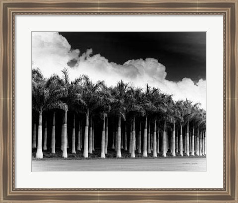 Framed White Palms, Costa Rica Print