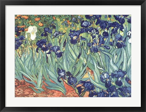 Framed Irises in the Garden Print