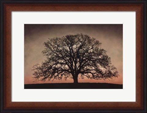 Framed Majestic Oak Print