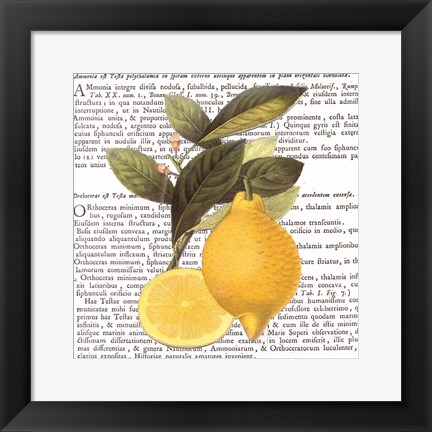 Framed Citrus Edition I Print