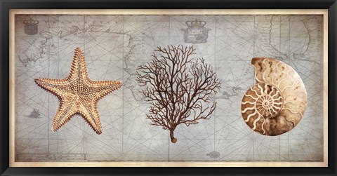 Framed Sea Treasures II Print