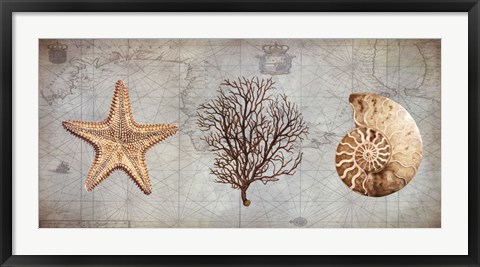 Framed Sea Treasures II Print