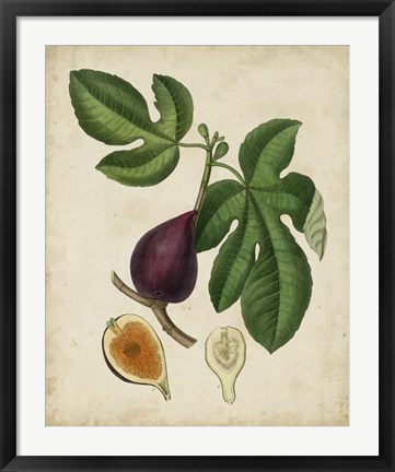 Framed Non-Embellished Antique Fig Tree Print