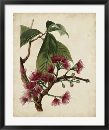 Framed Non-Embellished Antique Fringe Tree Print