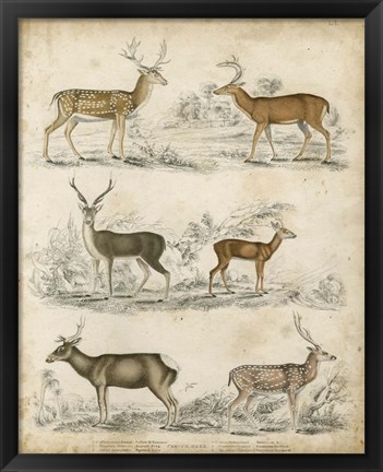 Framed Non-Embellished Species of Deer Print