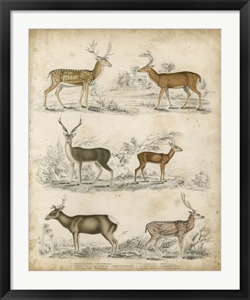 Framed Non-Embellished Species of Deer Print