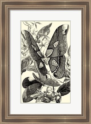 Framed B&amp;W Butterfly II Print