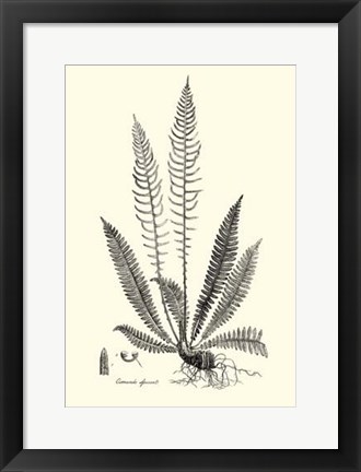 Framed B&amp;W Fern I Print