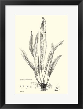 Framed B&amp;W Fern IV Print