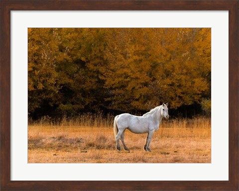 Framed White Horse Print