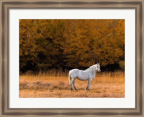 Framed White Horse Print