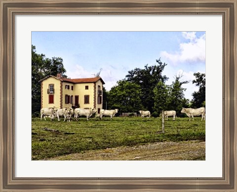 Framed Cow Palace Print