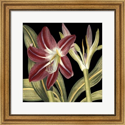 Framed Dramatic Blossoms II Print