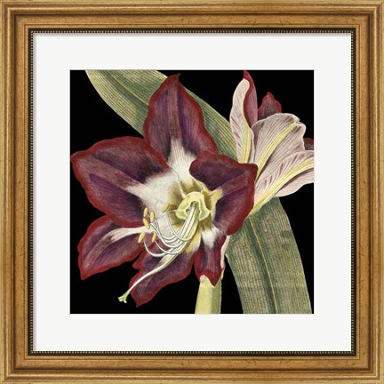 Framed Dramatic Blossoms III Print