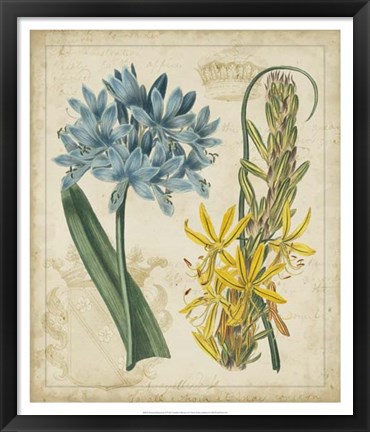 Framed Botanical Repertoire II Print