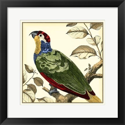 Framed Tropical Parrot II Print