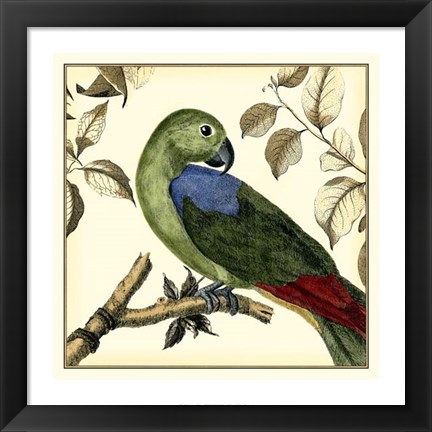 Framed Tropical Parrot III Print