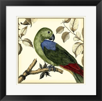 Framed Tropical Parrot III Print