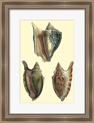 Framed Classic Shells II Print