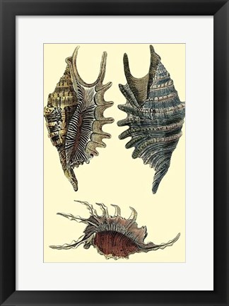 Framed Classic Shells III Print