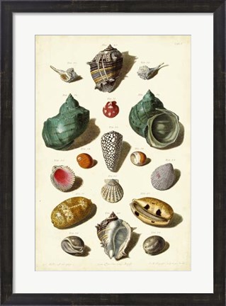 Framed Shells, Tab. V Print