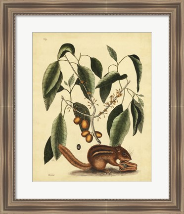 Framed Ground Squirrel, Pl. T75 Print