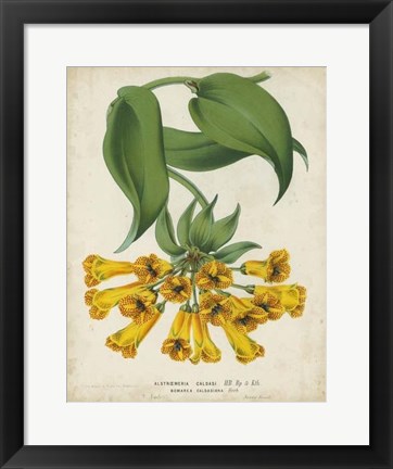 Framed Tropical Array II Print