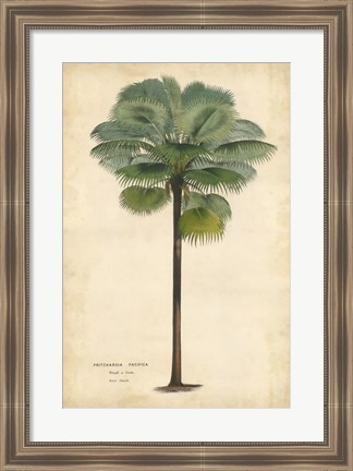 Framed Palm of the Tropics II Print