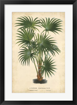 Framed Palm of the Tropics IV Print