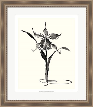 Framed Studies in Ink - Cattleya Print