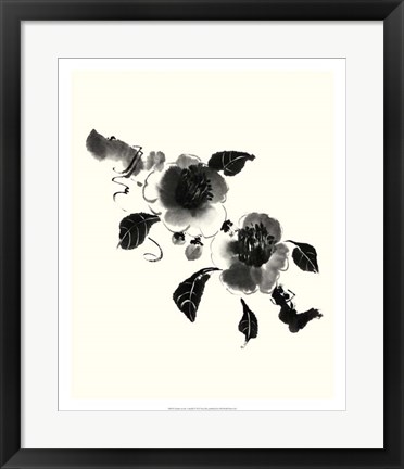 Framed Studies in Ink - Camellia Print