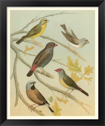 Framed Birdwatcher&#39;s Delight IV Print