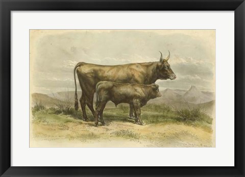 Framed Vache De Salers Print