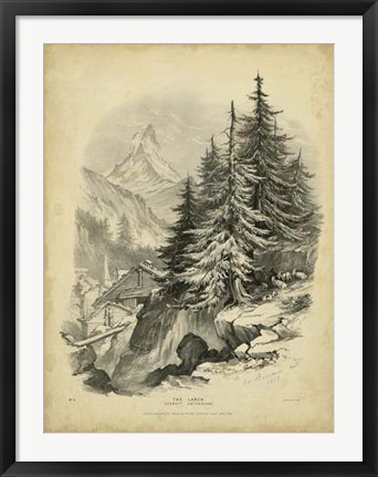 Framed Larch Print