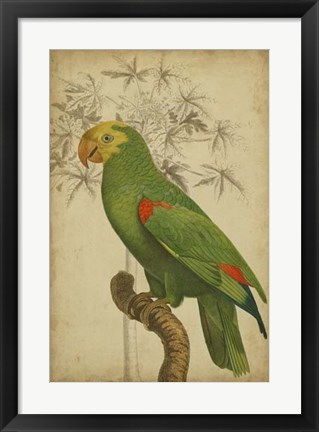 Framed Parrot and Palm III Print