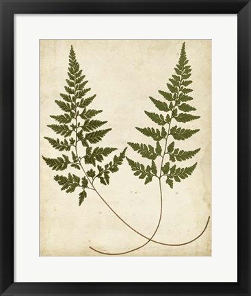 Framed Fern Portfolio I Print