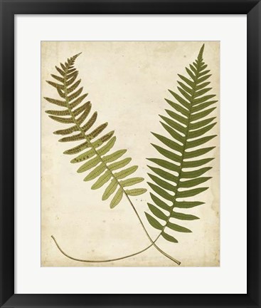 Framed Fern Portfolio III Print