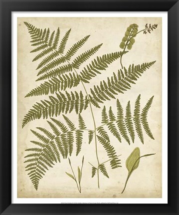 Framed Fern Portfolio IV Print