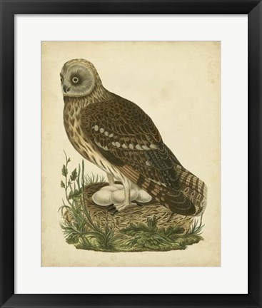 Framed Antique Nozeman Owl I Print