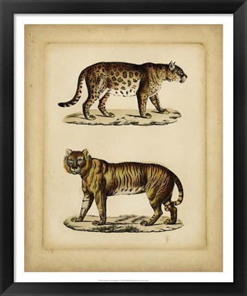 Framed Studies in Natural History I Print