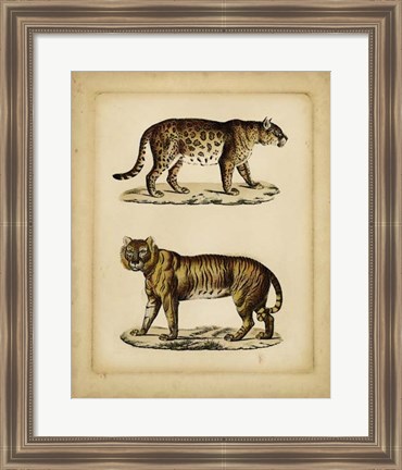 Framed Studies in Natural History I Print