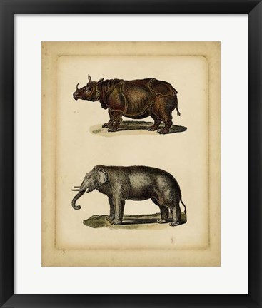 Framed Studies in Natural History III Print