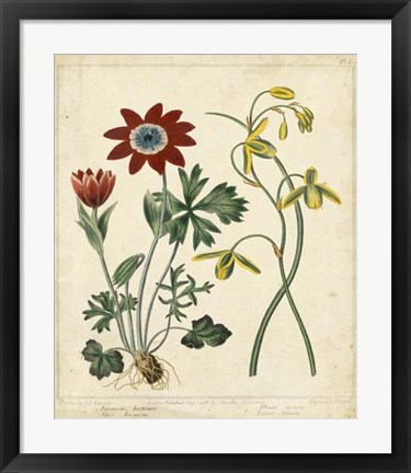 Framed Garden Display II Print