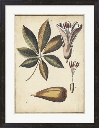 Framed Ivory Botanical Study IV Print