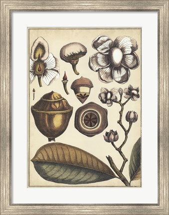 Framed Ivory Botanical Study VI Print