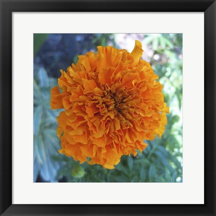 Framed Marigold III Print