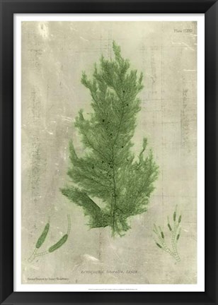 Framed Emerald Seaweed I Print