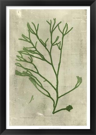 Framed Emerald Seaweed III Print