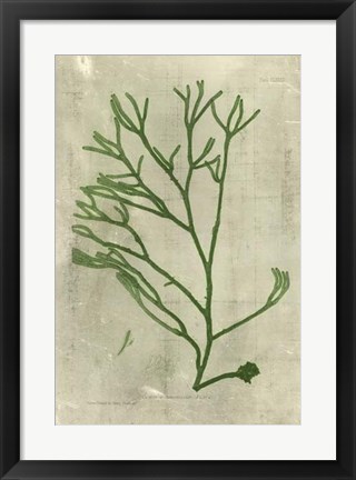 Framed Emerald Seaweed III Print