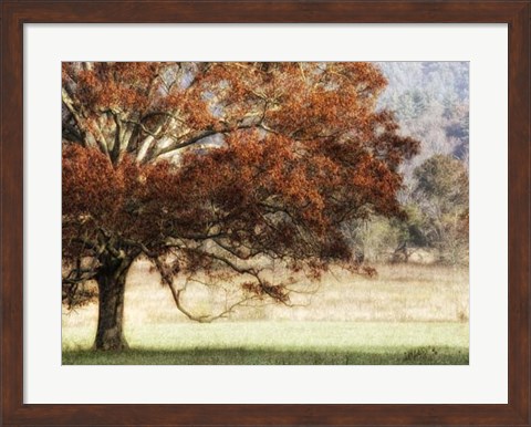 Framed Sunbathed Oak II Print